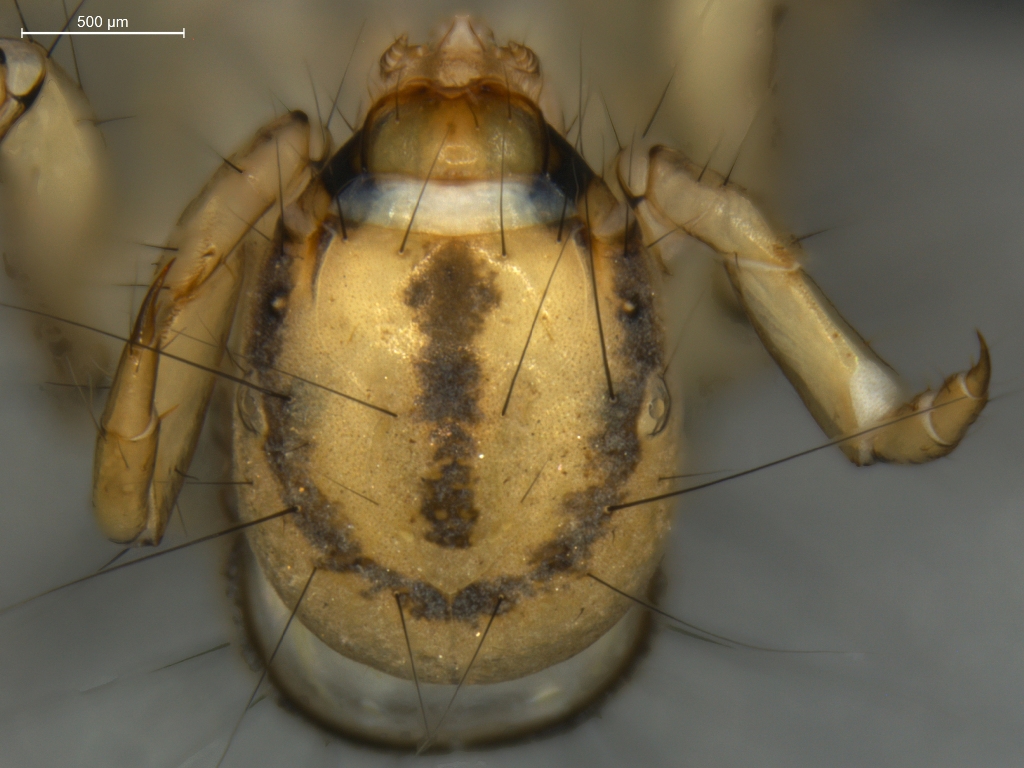 Nemotaulius punctatolineatus